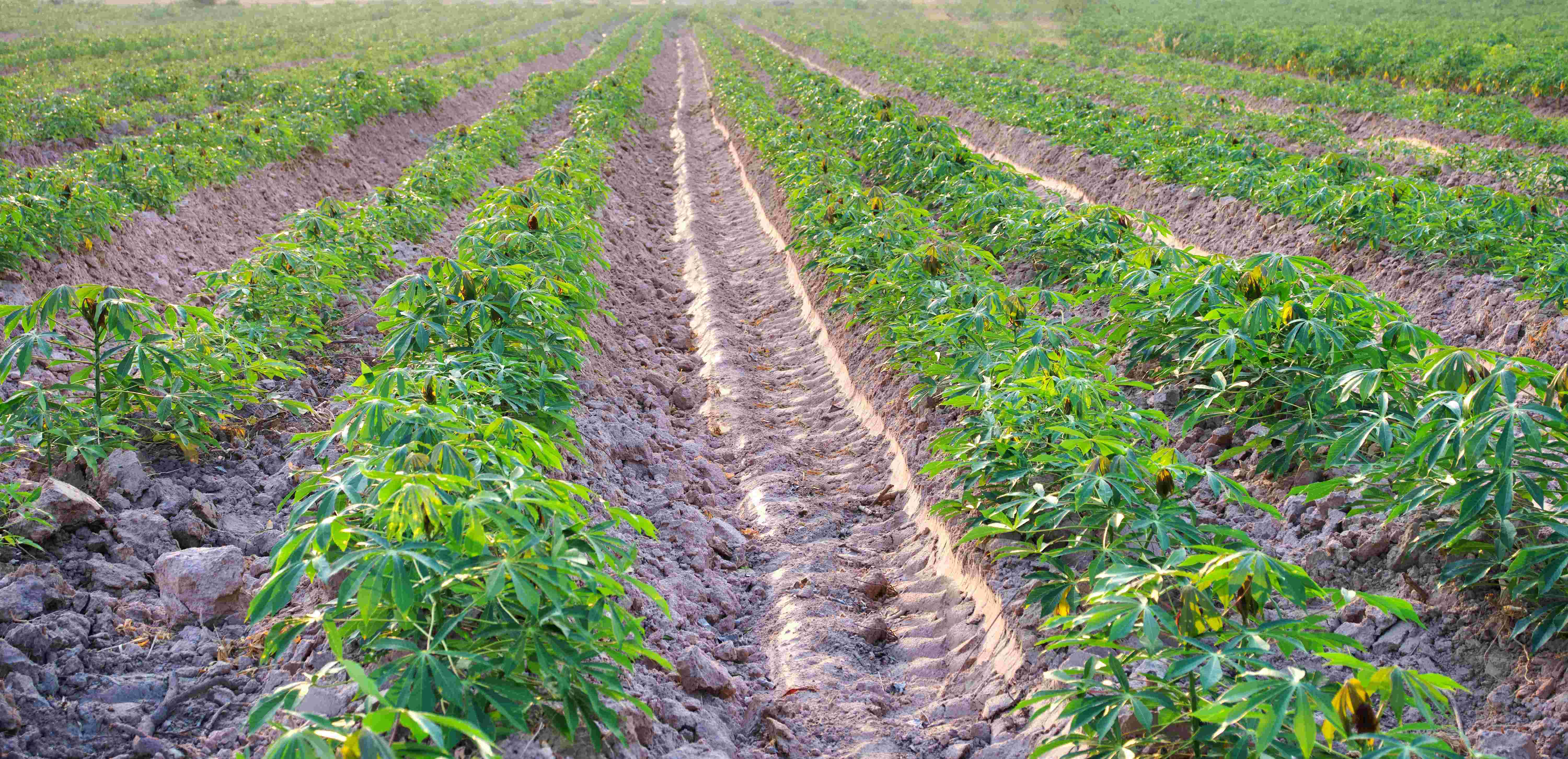 Champ agricole